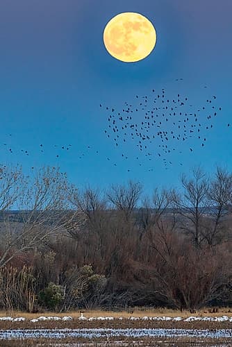 USA-New Mexico-Bosque Del Apache National Wildlife Refuge-Full moon rising and flying blackbirds Art Print